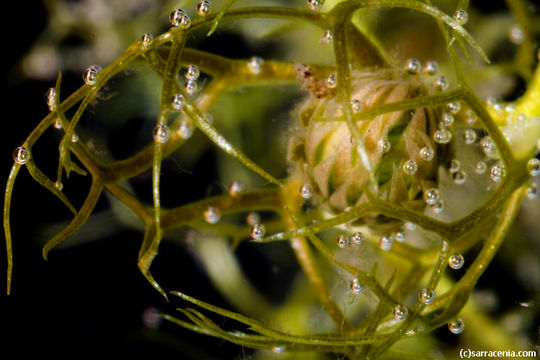 Image of Lesser Bladderwort