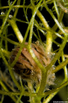 Image of Lesser Bladderwort