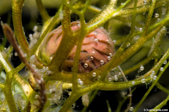 Image of Lesser Bladderwort