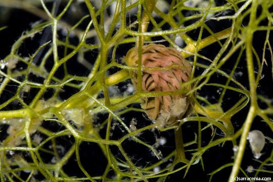 Image of Lesser Bladderwort