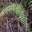 Image of Scrambling Fern