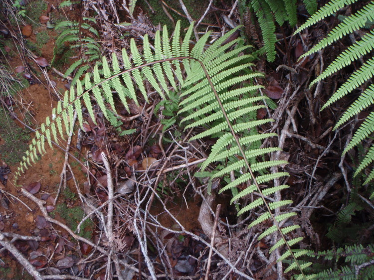 Image of Scrambling Fern