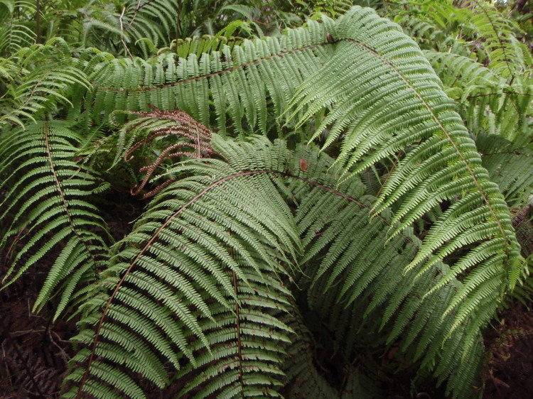 Plancia ëd Diplopterygium pinnatum (Kunze) Nakai