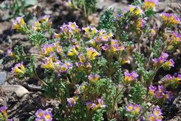 Image of twocolor phacelia