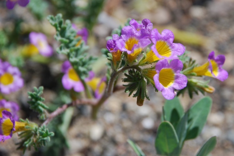 Image of twocolor phacelia