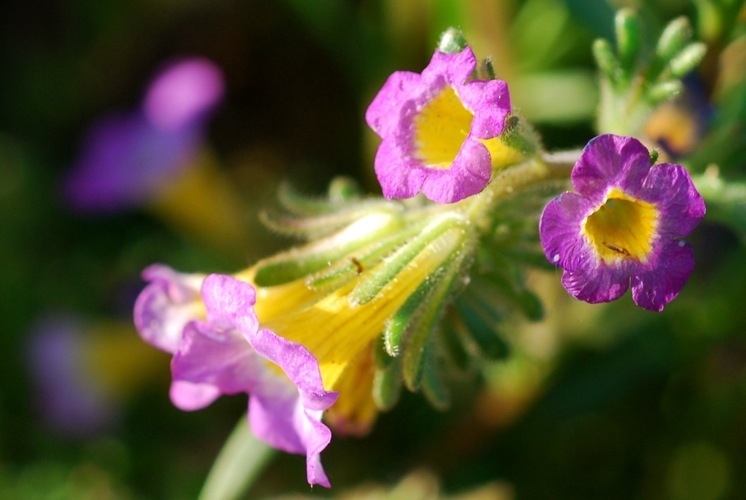 Image of twocolor phacelia