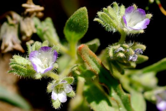 Image of Washoe phacelia