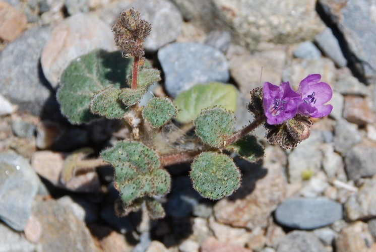 Phacelia calthifolia Brand的圖片