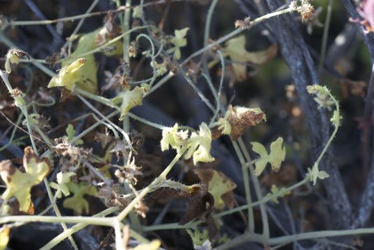 Image of racemed fiestaflower