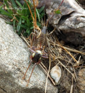 Image of Anonconotus baracunensis Nadig 1987