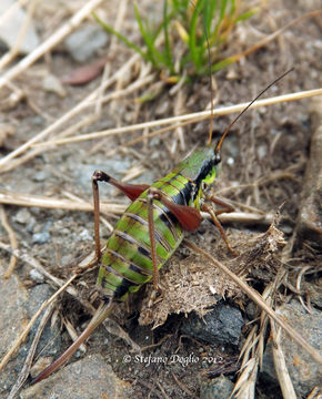 Image of Anonconotus baracunensis Nadig 1987