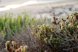 Image of branching phacelia