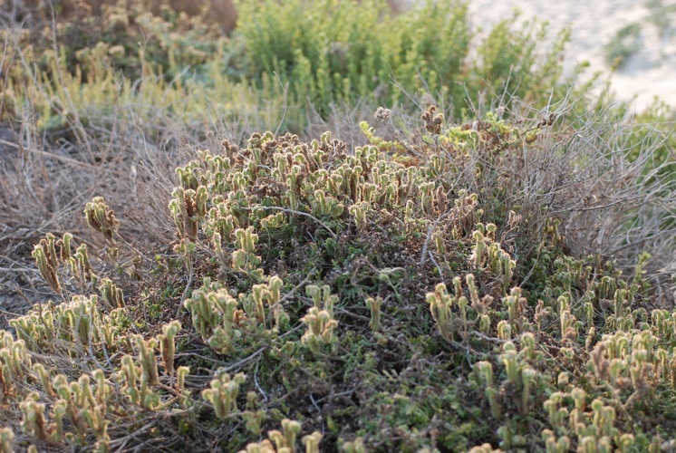 Image of branching phacelia