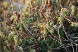 Image of branching phacelia