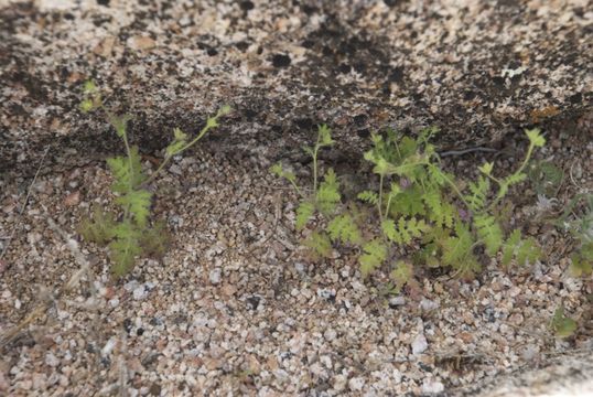 Image de Eucrypta chrysanthemifolia (Benth.) Greene