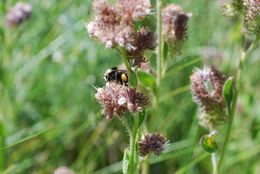 Phacelia mutabilis Greene的圖片