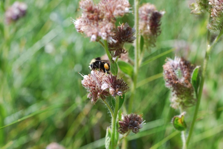 Image of changeable phacelia