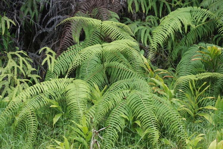 Image of Scrambling Fern