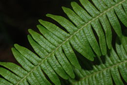 Image of Scrambling Fern