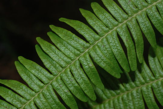 Plancia ëd Diplopterygium pinnatum (Kunze) Nakai