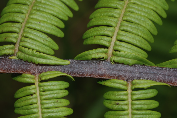 Plancia ëd Diplopterygium pinnatum (Kunze) Nakai