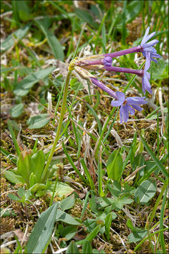 Image of Primula halleri J. F. Gmelin