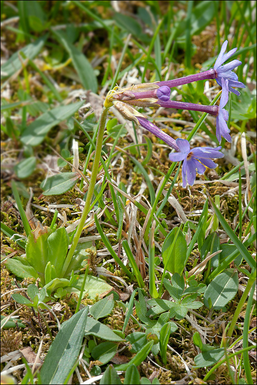 Image of Primula halleri J. F. Gmelin