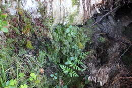 Imagem de Hymenophyllum