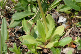 Image of Primula halleri J. F. Gmelin