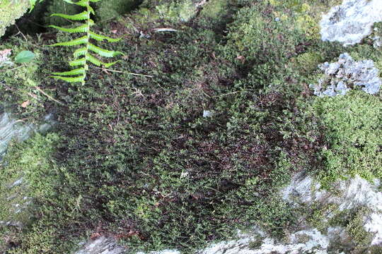 Imagem de Hymenophyllum