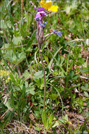 Image of Primula halleri J. F. Gmelin