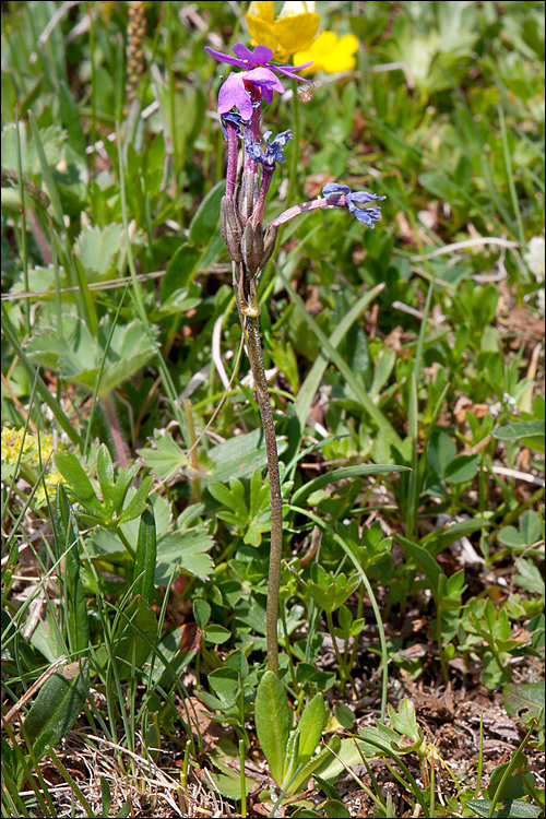 Image of Primula halleri J. F. Gmelin