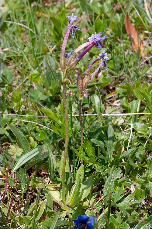 Image of Primula halleri J. F. Gmelin