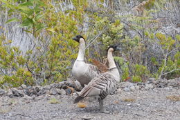 Image of Hawaiian Goose