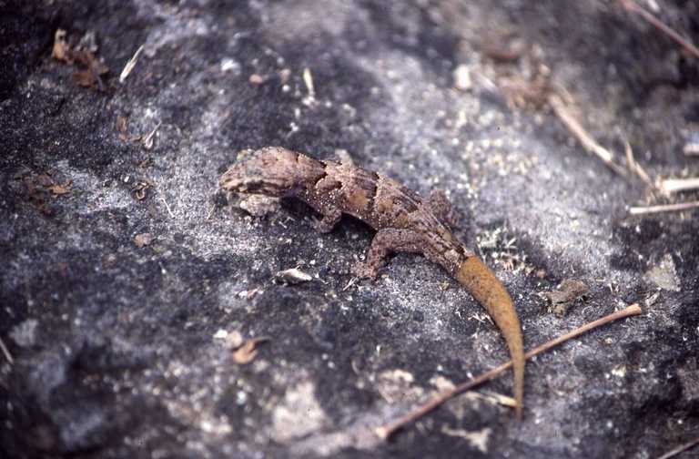 Image of Nactus serpensinsula durrelli Arnold & Jones 1994