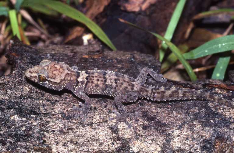 Image of Mocquard's Madagascar Ground Gecko