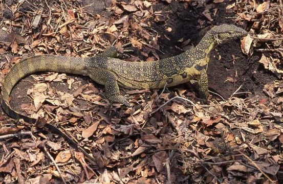 Image of Ornate monitor