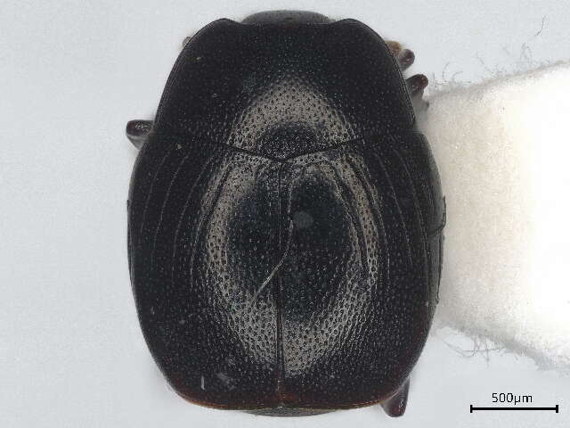 Image of Gnathoncus