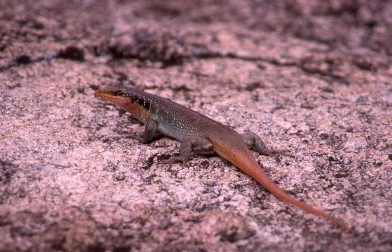 Image of Five-lined Skink