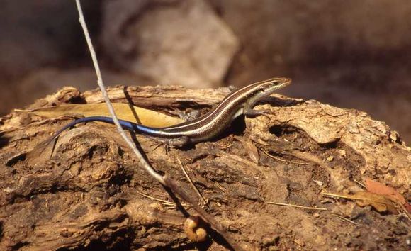 Image of Five-lined Skink