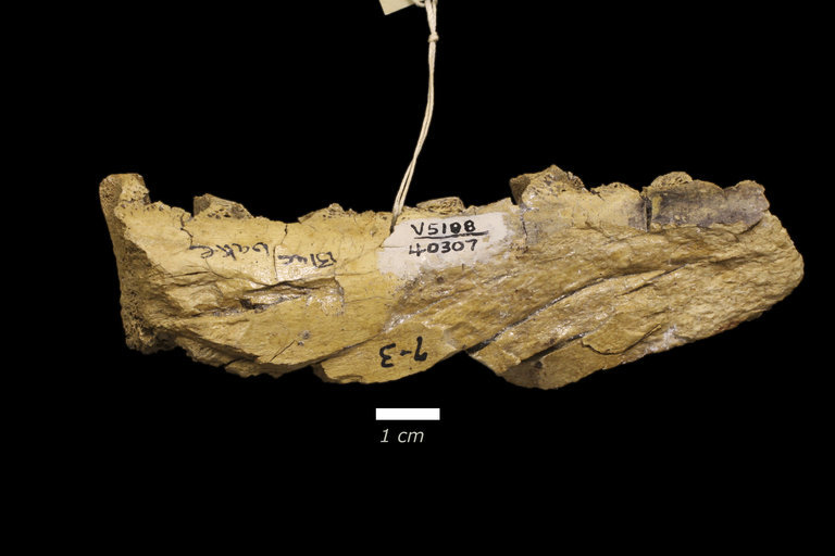 Image of Diceratherium