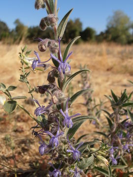 Trichostema lanceolatum Benth. resmi