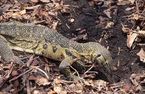 Image of Ornate monitor