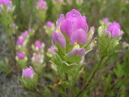 Imagem de Orthocarpus tenuifolius (Pursh) Benth.