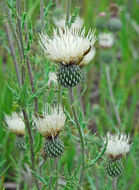 صورة Cirsium tracyi (Rydb.) Petr.