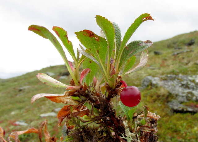 Image of heather family