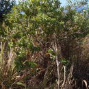 Image of coastal sandalwood