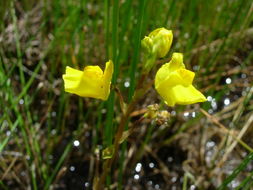 Image of Greater Bladderwort