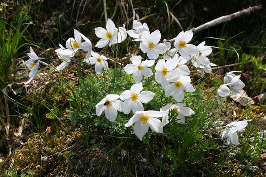 Image of buttercup family