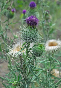 Image of Spear Thistle